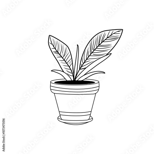 Doodle houseplants Hand drawn on white background.