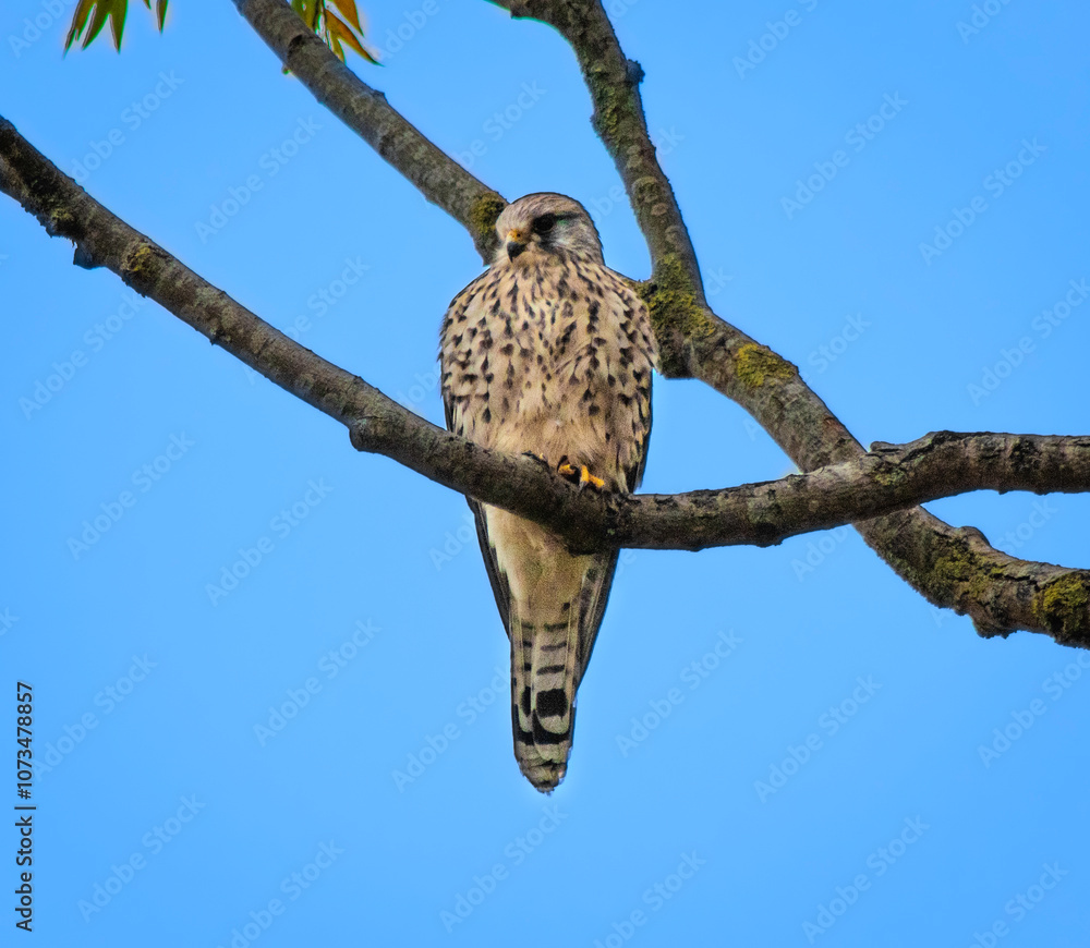 Fototapeta premium Common Kestrel