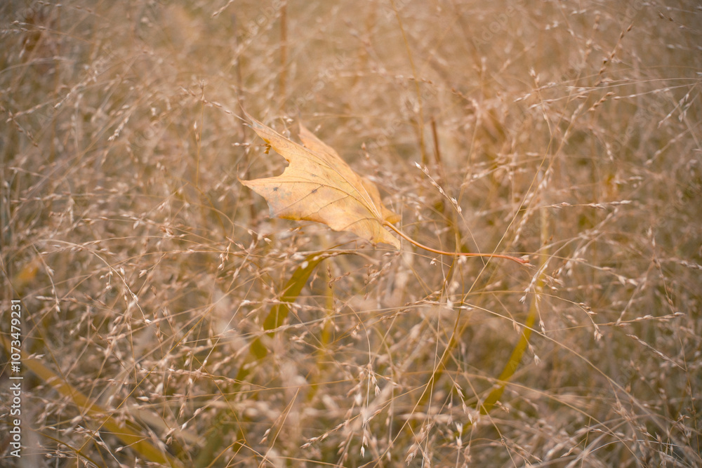 Golden Autumn Leaf in Field of Delicate Grass Golden Autumn Leaf in Field of Delicate Grass