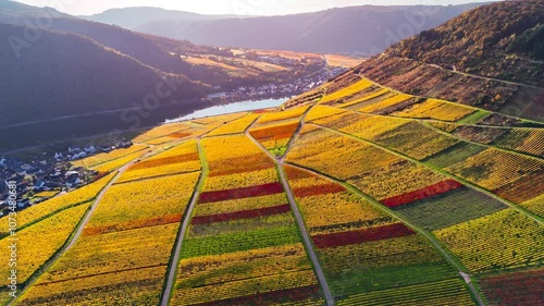 Aerial drone view of autumn vineyard terraces. Mosel Valley wine region Germany Balstein. High quality 4k footage photo