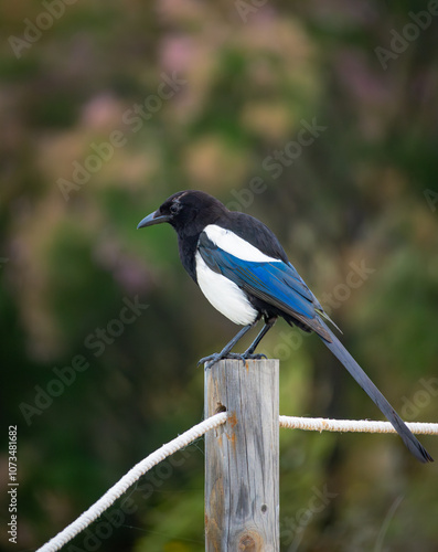 The common magpie (Pica pica) stamped on a wooden poster.