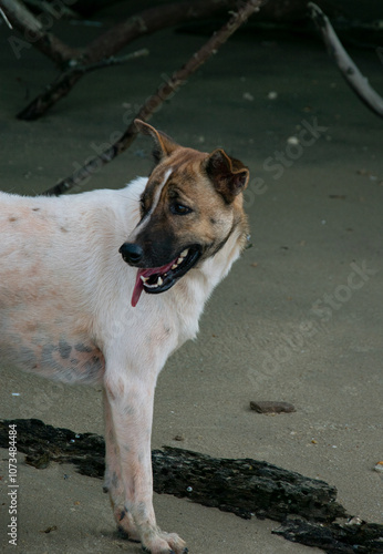 dog on the beach