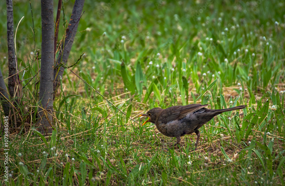 bird eating beetle bird eating beetle