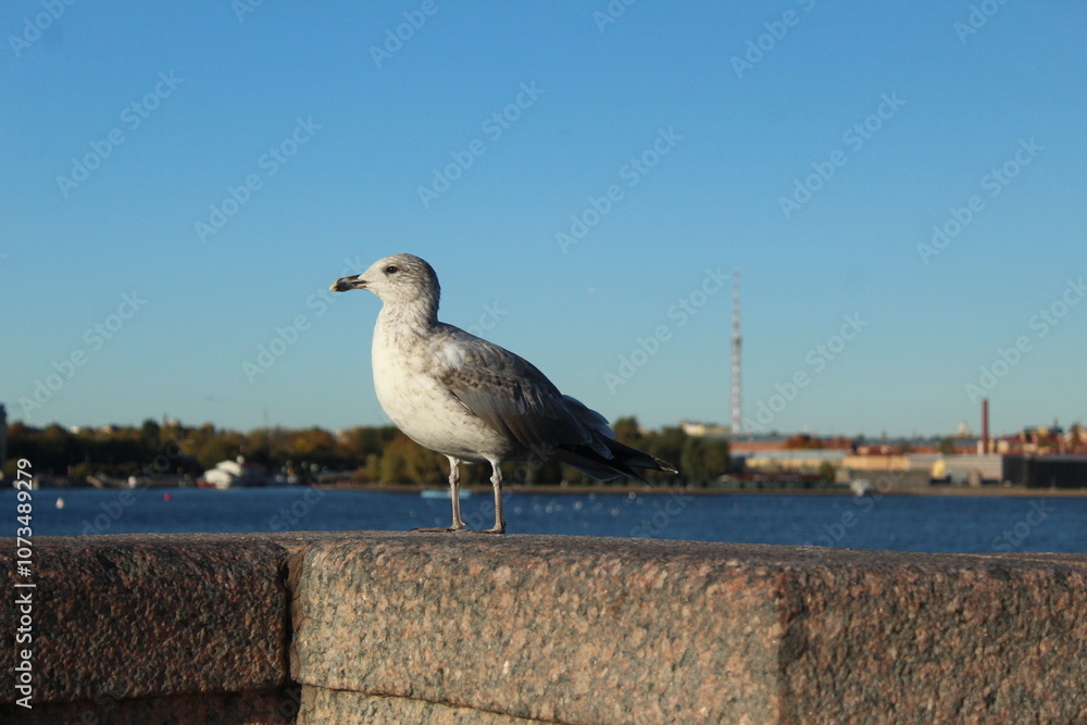 Seagull on a parapet of concrete near the sea of the river. Seabirds animals Seagull on a parapet of concrete near the sea of the river. Seabirds animals