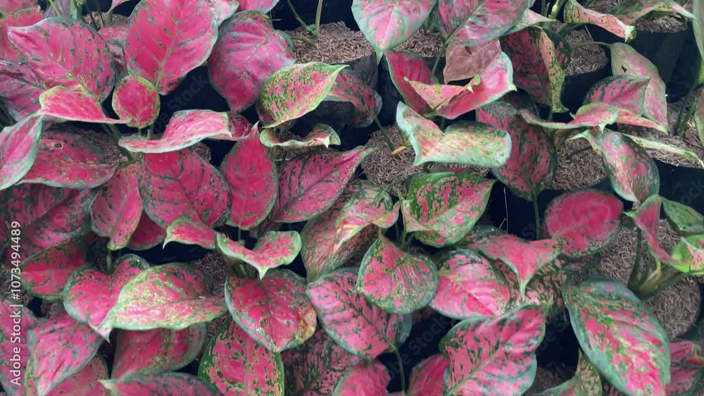 Red-green Aglaonema plants are planted on sand and rice grain as media, high-angle view Red-green Aglaonema plants are planted on sand and rice grain as media, high-angle view
