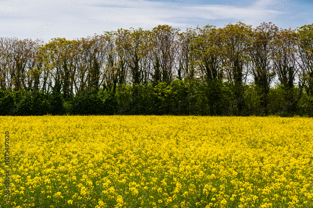 Rapeseed field