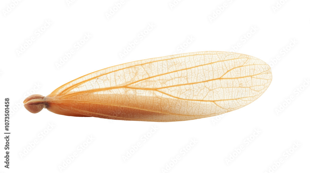 Insect wing transparent background Insect wing transparent background