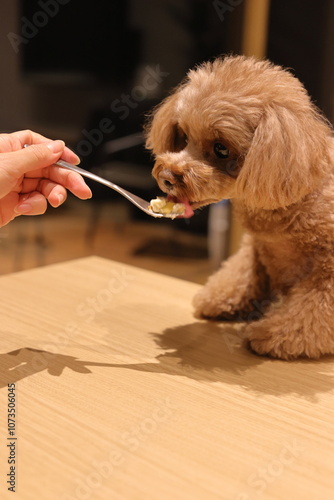 生まれて初めてケーキを食べたトイ・プードル