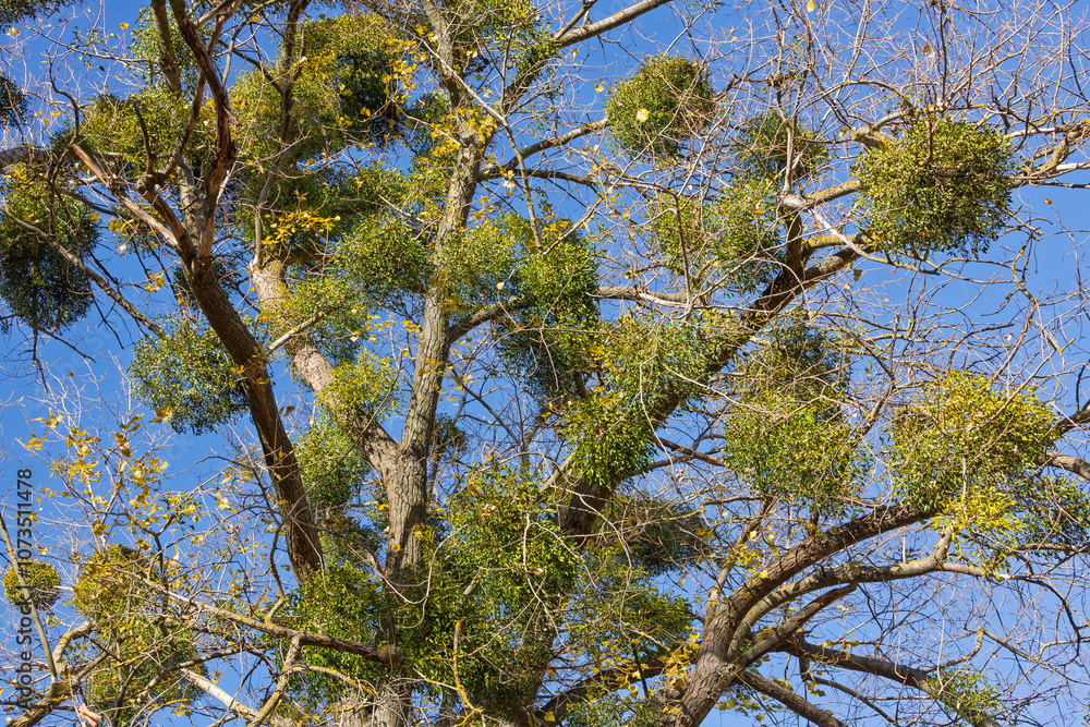 A mistletoe plant with green leaves and berries growing on a tree, highlighting its natural habitat and botanical details. A mistletoe plant with green leaves and berries growing on a tree, highlighting its natural habitat and botanical details.
