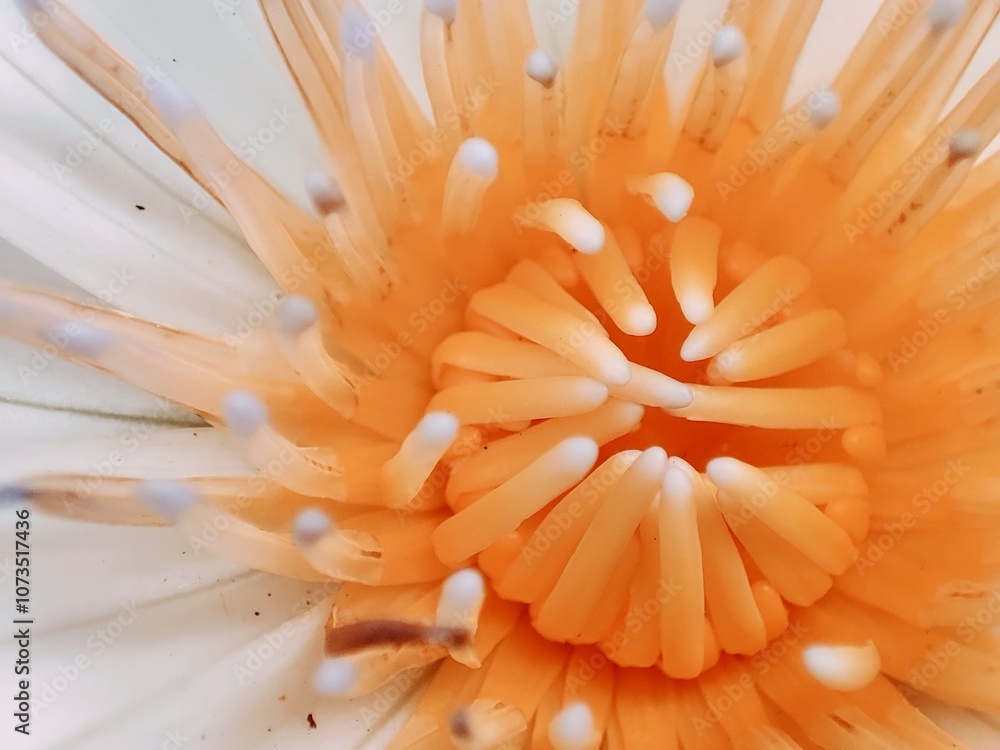 Macro view of white water lily , Nymphaea elegans.Macro flower Macro view of white water lily , Nymphaea elegans.Macro flower