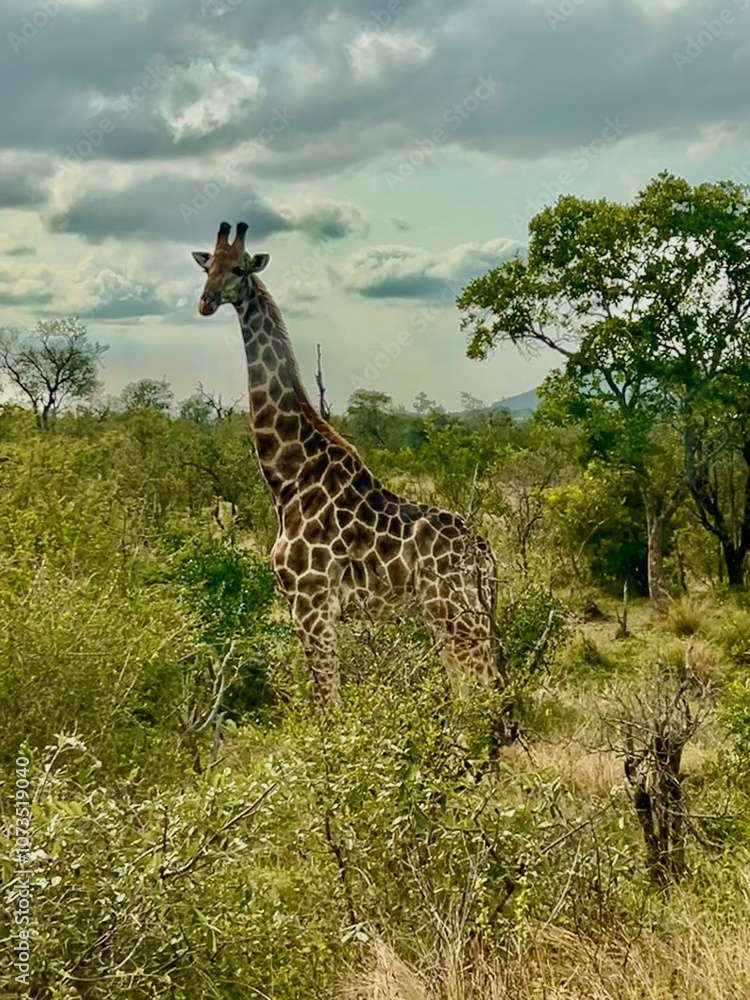 Fototapeta premium Wild giraffe is South Africa. Landscape 