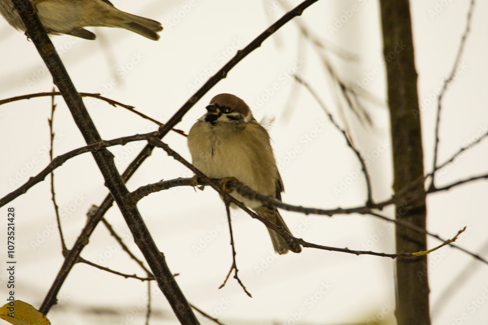 Obraz premium bird on a branch