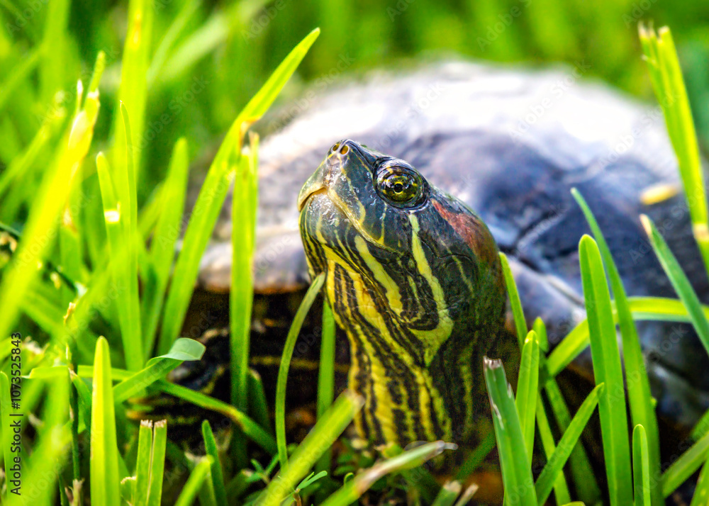 Red-eared Slider up close in the grass Red-eared Slider up close in the grass