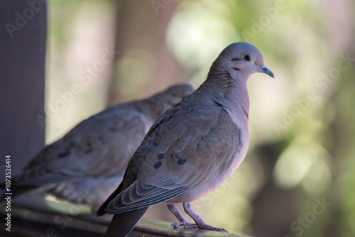 photo of a Zenaida auriculata. Free birds photo