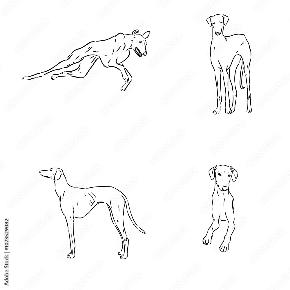 Azawakh,Azawakh dog vector sketch illustration Azawakh,Azawakh dog vector sketch illustration