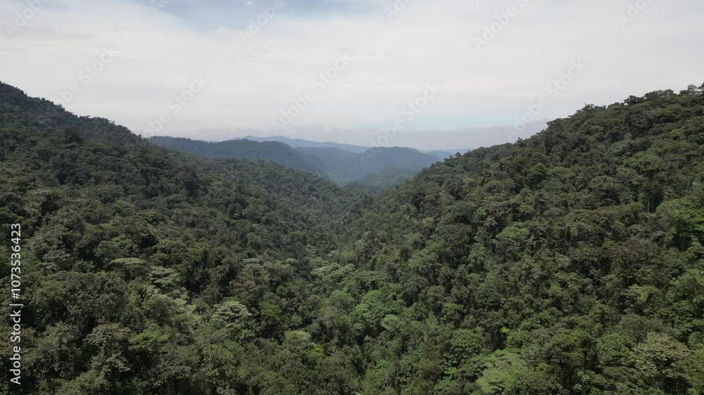 view of green tropical forest in a valley view of green tropical forest in a valley