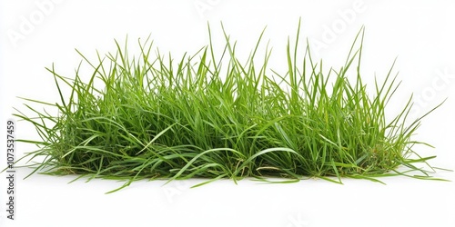 Green Grass Field