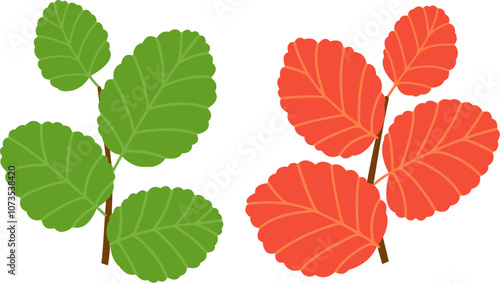 Lenga beech (Nothofagus pumilio) leaves, green and red. Native tree in Chile and Argentina. Vector illustration.