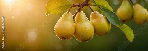 Pear with water drops in backlit sun. Fresh pear with water drops.