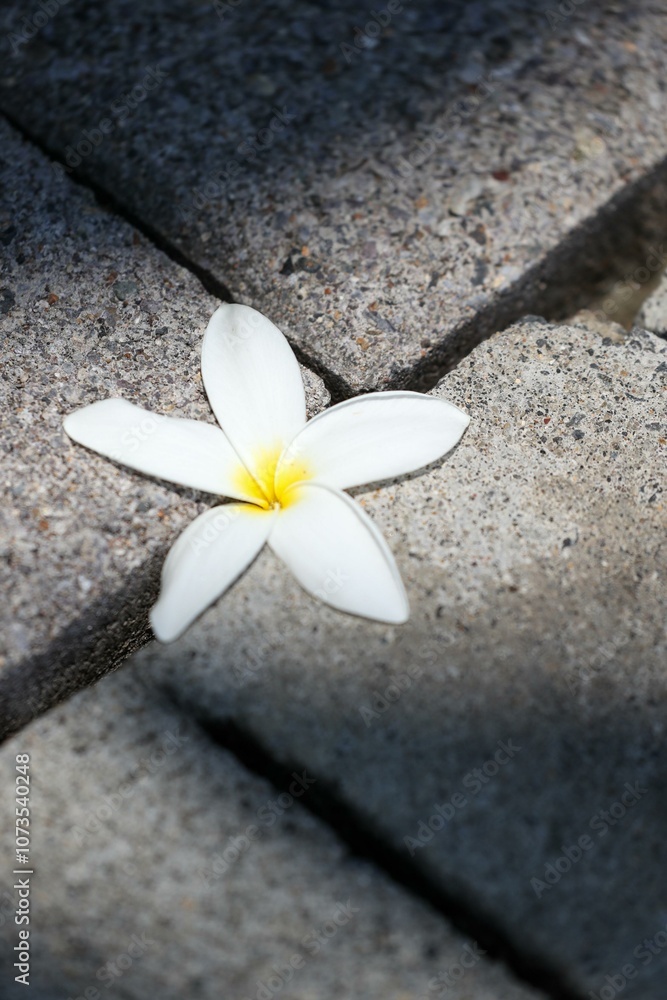 frangipani flower on sidewalk background
