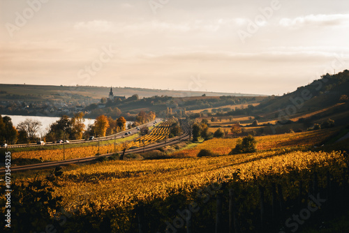 Weinberge am Rhein bei Nierstein im herbstlichen Sonnenuntergang photo