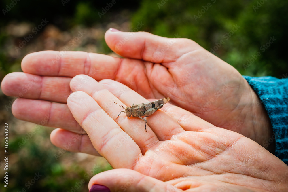 Obraz premium hand holding a grasshopper