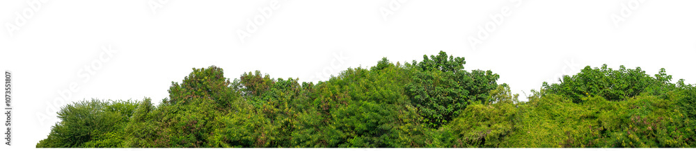 Green trees isolated are forest on transparent background.Forest and foliage in summer with cut path and alpha channel, high resolution.. Green trees isolated are forest on transparent background.Forest and foliage in summer with cut path and alpha channel, high resolution..