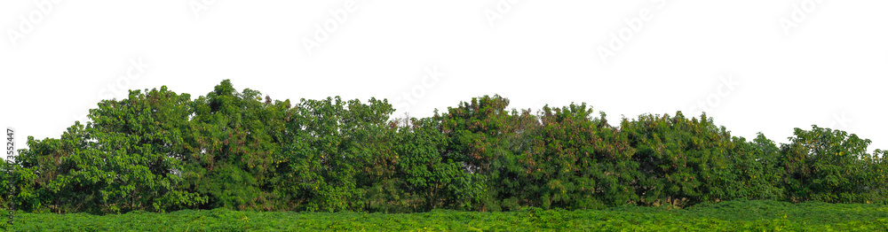 Green trees isolated are forest on transparent background.Forest and foliage in summer with cut path and alpha channel, high resolution.. Green trees isolated are forest on transparent background.Forest and foliage in summer with cut path and alpha channel, high resolution..