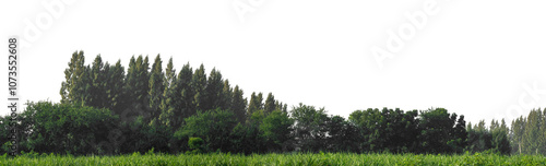 Green trees isolated are forest on transparent background.Forest and foliage in summer with cut path and alpha channel, high resolution.. photo