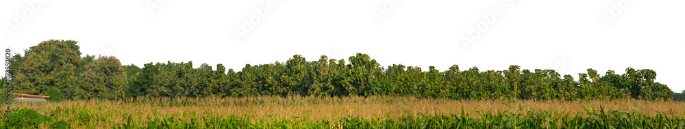 Green trees isolated are forest on transparent background.Forest and foliage in summer with cut path and alpha channel, high resolution..