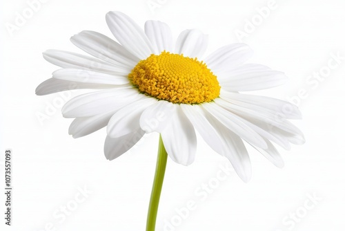 Close-up of a beautiful white daisy flower against a white background.