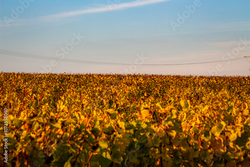 Weinreben im Herbst bei Sonnenuntergang photo