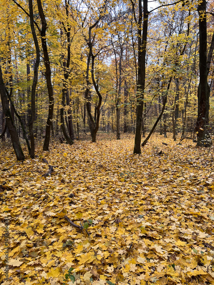 Autumn forest scene with tall, slender trees and a golden carpet of fallen leaves covering the ground. The rich yellow hues of the leaves add warmth, creating a peaceful, serene atmosphere. Autumn forest scene with tall, slender trees and a golden carpet of fallen leaves covering the ground. The rich yellow hues of the leaves add warmth, creating a peaceful, serene atmosphere.