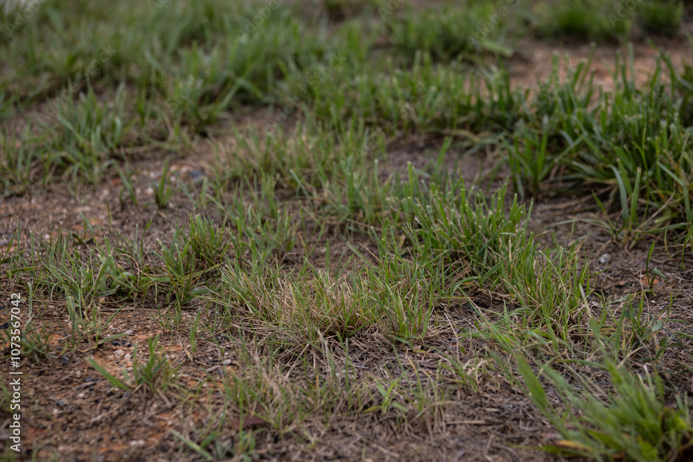 close up of green patchy partly dead grass lawn or backyard with copy space close up of green patchy partly dead grass lawn or backyard with copy space