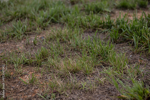 close up of green patchy partly dead grass lawn or backyard with copy space