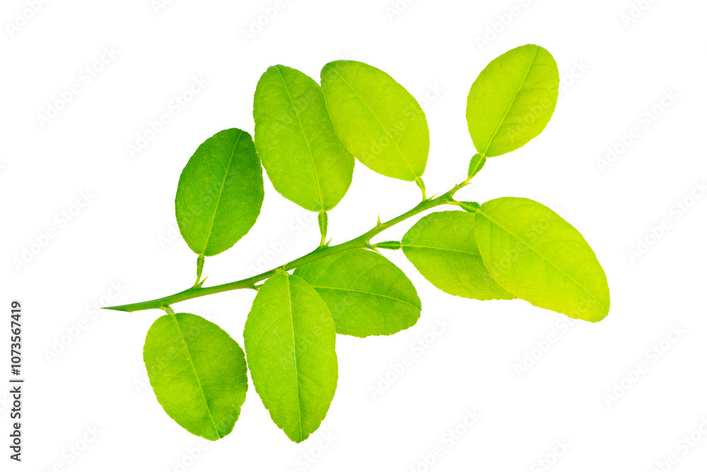 Green leaf isolated on white background, Pomelo branch Green leaf isolated on white background, Pomelo branch