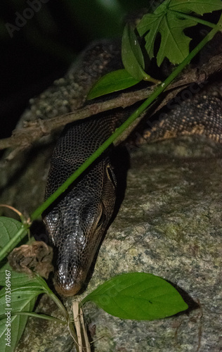lizard