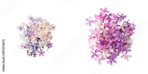 Muted pastel phlox cluster in soft colors, creating serene atmosphere, isolate white background