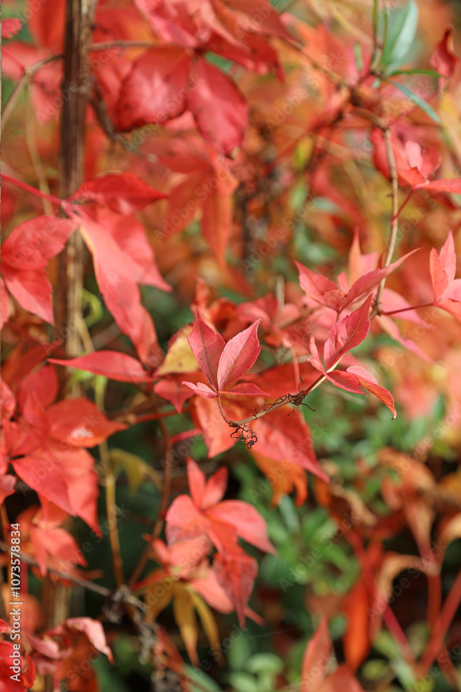Closeup of red Virginia Creeper foliage, Derbyshire England
Closeup of red Virginia Creeper foliage, Derbyshire England