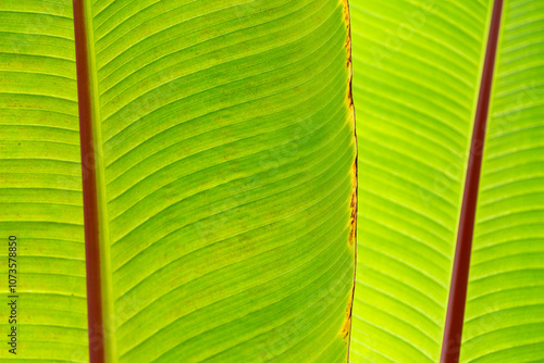 Close Up View of Green Banana Leaf with Red Vein photo