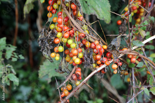 Macro image of Black Bryony berries with dead leaves, Derbyshire England
 photo