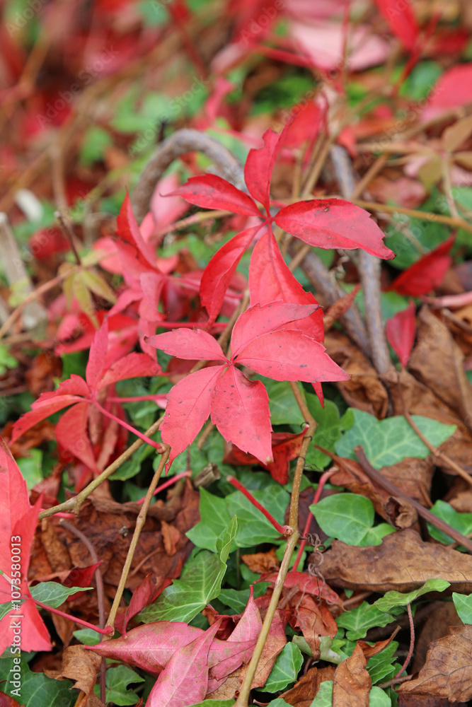 Macro image of red Virginia Creeper foliage growing amongst Ivy, Derbyshire England
Macro image of red Virginia Creeper foliage growing amongst Ivy, Derbyshire England