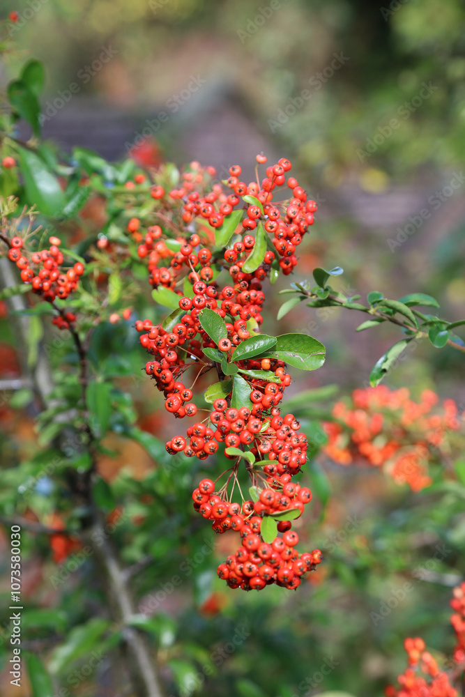 Macro image of Scarlet Firethorn berries, Derbyshire England
Macro image of Scarlet Firethorn berries, Derbyshire England