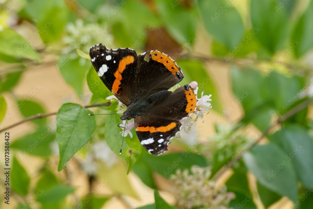 Red admiral butterfly (Vanessa Atalanta) perched on a white flower in Zurich, Switzerland Red admiral butterfly (Vanessa Atalanta) perched on a white flower in Zurich, Switzerland