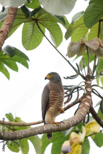 Roadside hawk