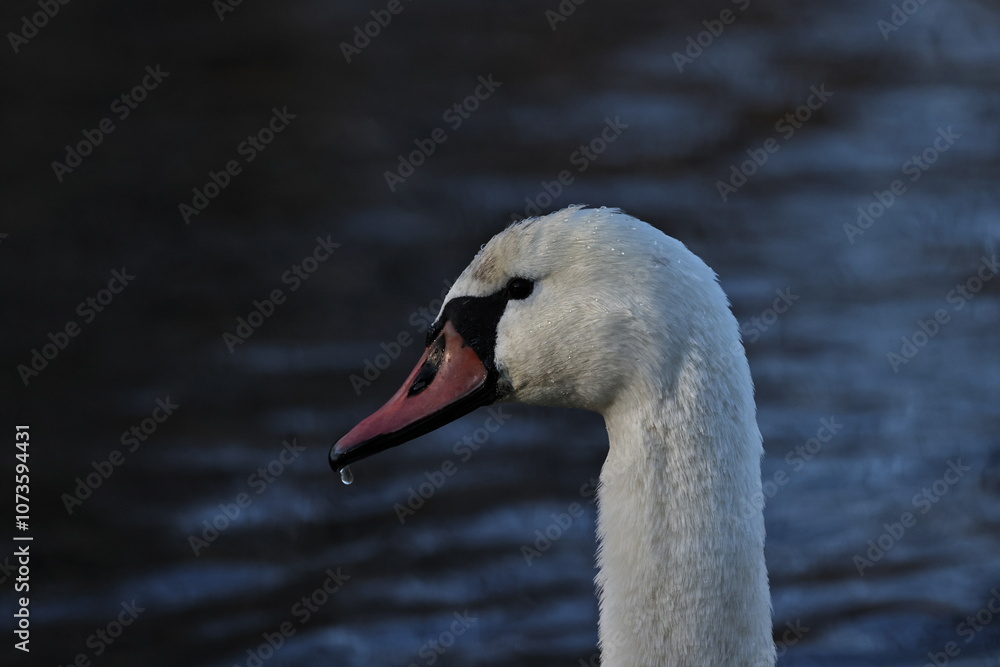 Fototapeta premium Mute swan portrait