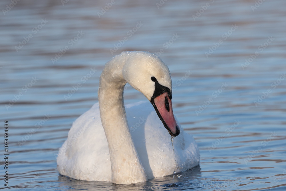 Fototapeta premium Mute swan