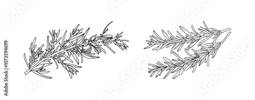 Rosemary leaves arrangement line art on white background. Silhouette rosemary herbal hand drawn element for aromatic, cosmetic, invitation frame design, vector illustration