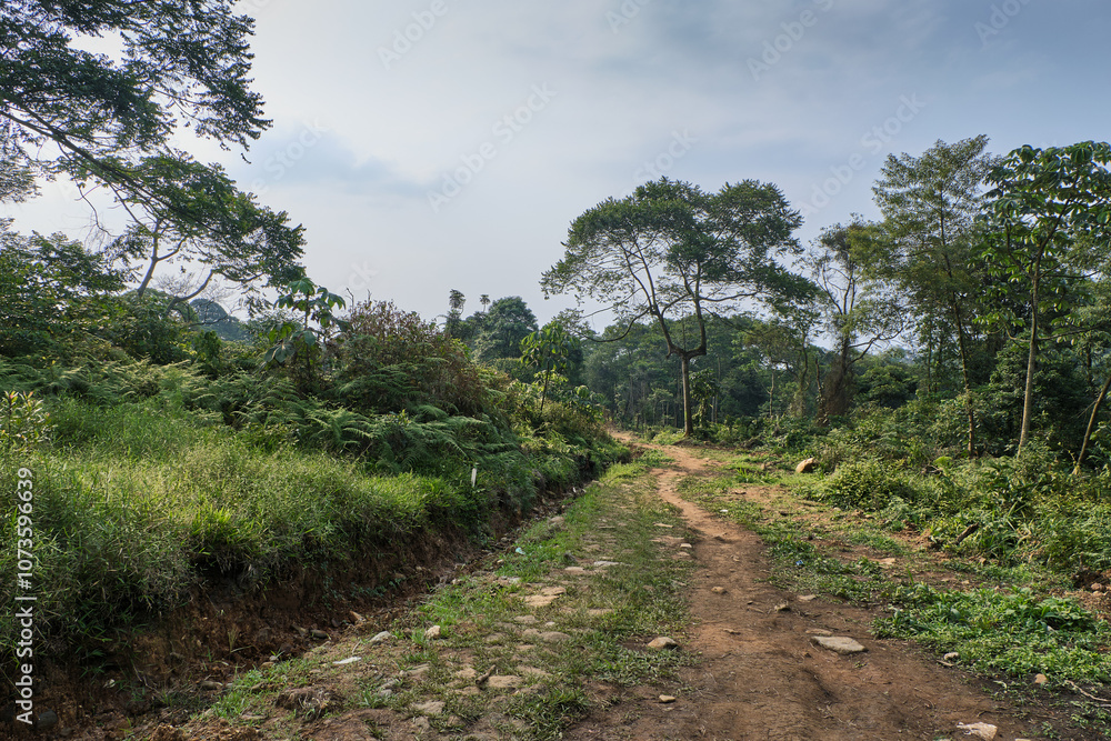 Quiet Dirt Path Through a Lush Forest Landscape Quiet Dirt Path Through a Lush Forest Landscape