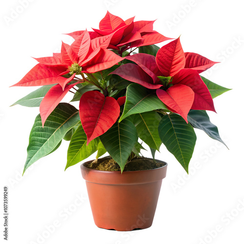 red poinsettia flower in a pot